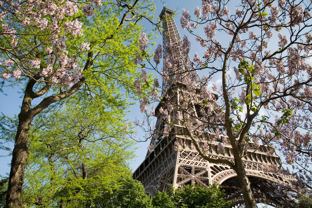 The Eiffel Tower framed by spring blossom in Paris
