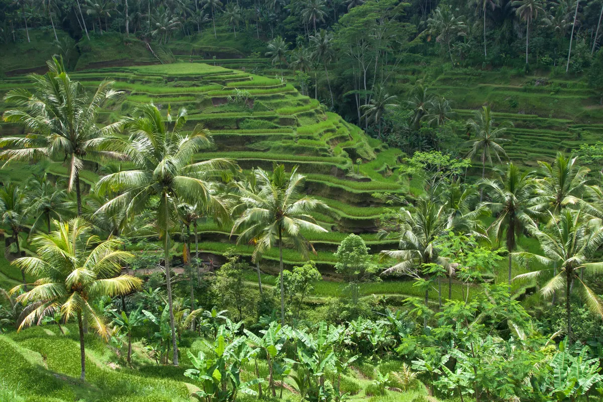 Terraced rice paddies and palm trees on a hillside in Ubud, Bali
