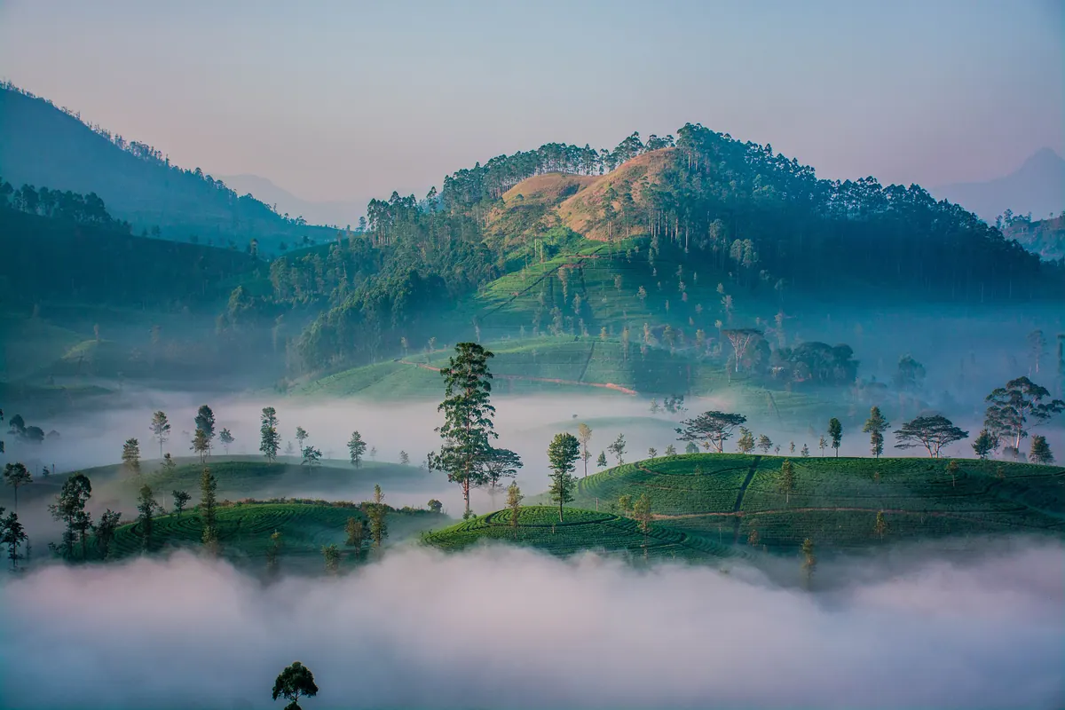 Mist lying over forested tea-country hills in the Sri Lankan highlands