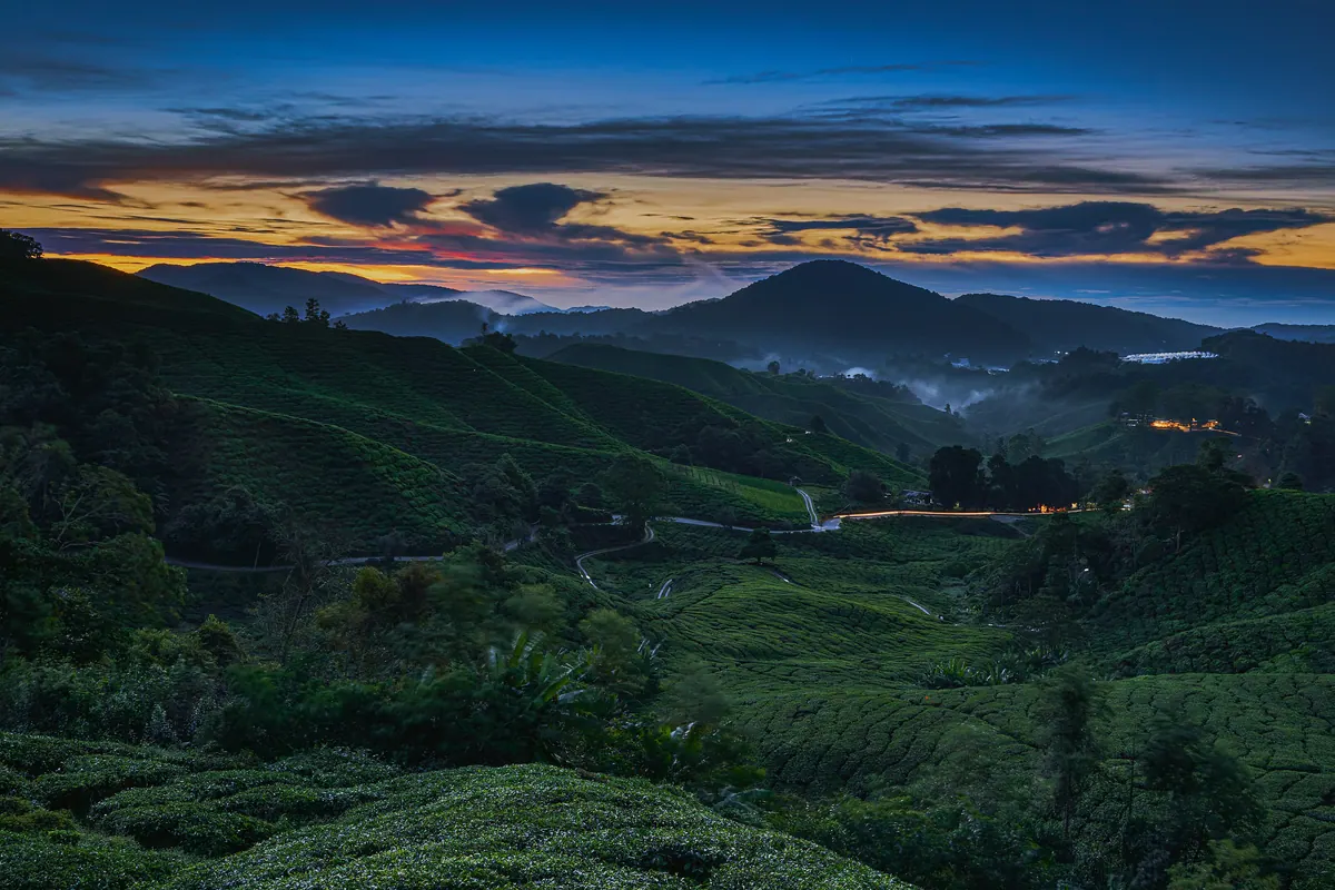 Terraced green tea plantation rows on the hills of Cameron Highlands