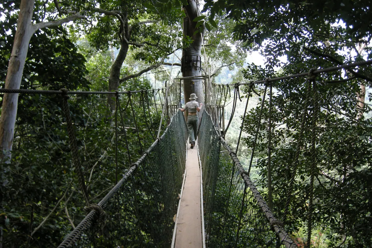 Suspended rope canopy walkway strung high between rainforest trees in Taman Negara